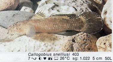 Callogobius snelliusi